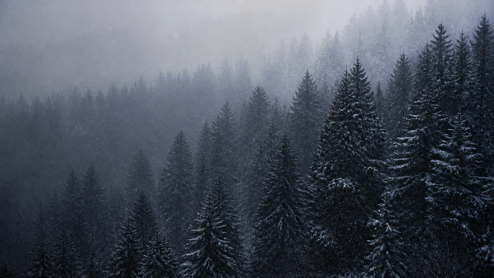 Dark evergreens during heavy quiet snowfall